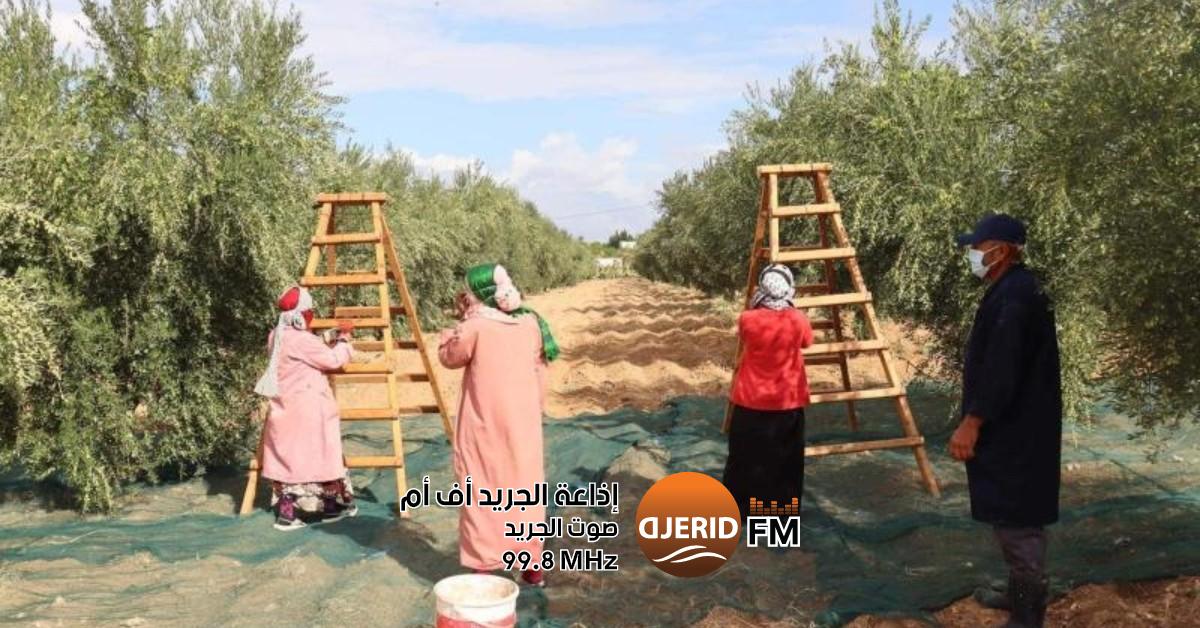 عز الدين شلغاف: موسم جني الزيتون في تونس يحقق تقدمًا مذهلاً بنصف الإنتاج! عزالدين شلغاف: تقدم موسم جني الزيتون في تونس فاق النصف بقليل