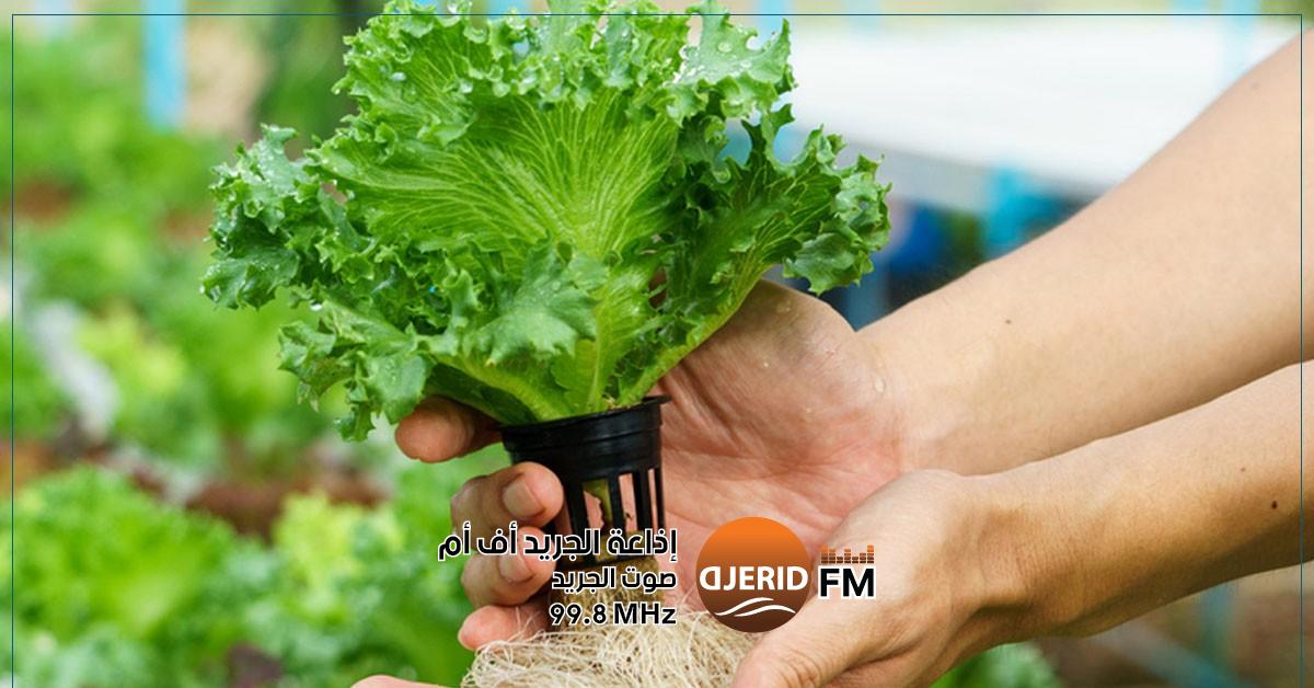 الثورة في الزراعة: الزراعة المائية تُخفض استهلاك المياه بنسبة هائلة تصل إلى 90%! اتحاد الفلاحين: الزراعة المائية تمكن من الاقتصاد في الماء بنسبة 90 بالمائة