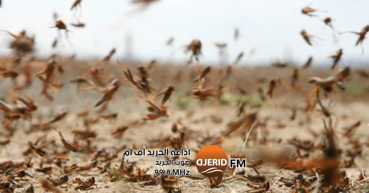 وزارة الفلاحة: حماية 930 هكتارًا من هجمات الجراد الصحراوي وزارة الفلاحة: مداواة 930 هكتارا ضد الجراد الصحراوي