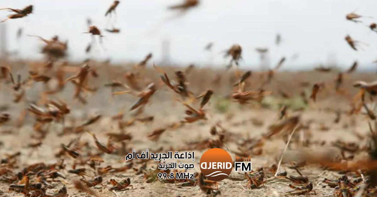 تعاون تونسي صيني لمكافحة الجراد: شراكة جديدة تواجه التحديات البيئية تونس والصين تبحثان التعاون ضدّ الجراد
