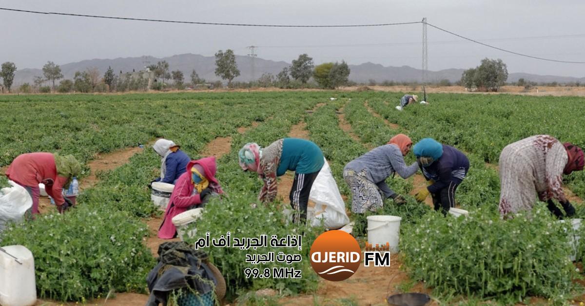 فرصة ذهبية: امتيازات مذهلة وتشجيعات للاستثمار الزراعي في 3 ولايات يهم 3 ولايات: امتيازات وتشجيعات للاستثمار في القطاع الفلاحي