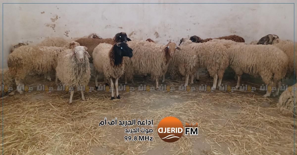 إرشاد المستهلك: "قدرة التونسي على شراء الأضحية تتراجع هذا العام" إرشاد المستهلك:''التونسي غير قادر على شراء أضحية هذه السنة''