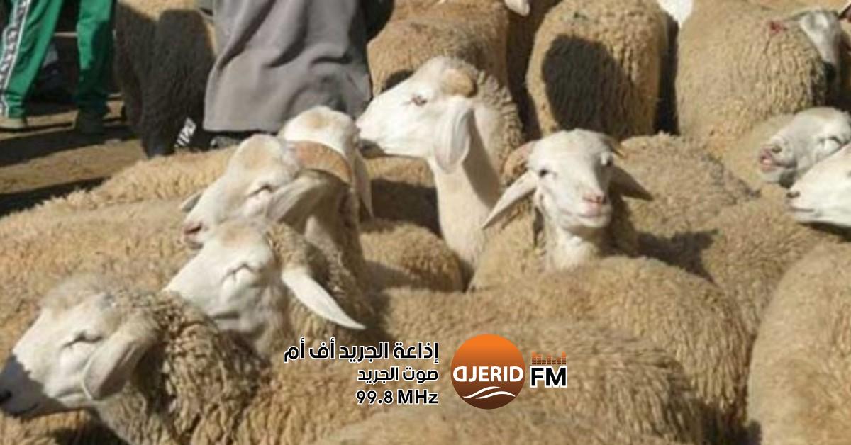 الاستهلاك المحلي آمن: اتحاد الفلاحة يؤكد وفرة الأضاحي دون الحاجة للاستيراد اتحاد الفلاحة: الأضاحي متوفرة ولن نلجأ للتوريد