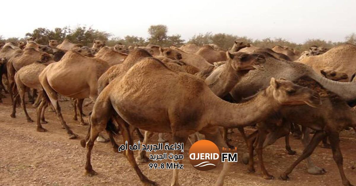 تعرف على حجم ثروة الإبل في بلادنا: 80 ألف رأس تنتظر اهتمامك! ديوان تربية الماشية: قطيع الإبل ببلادنا يقدر بـ 80 ألف رأس