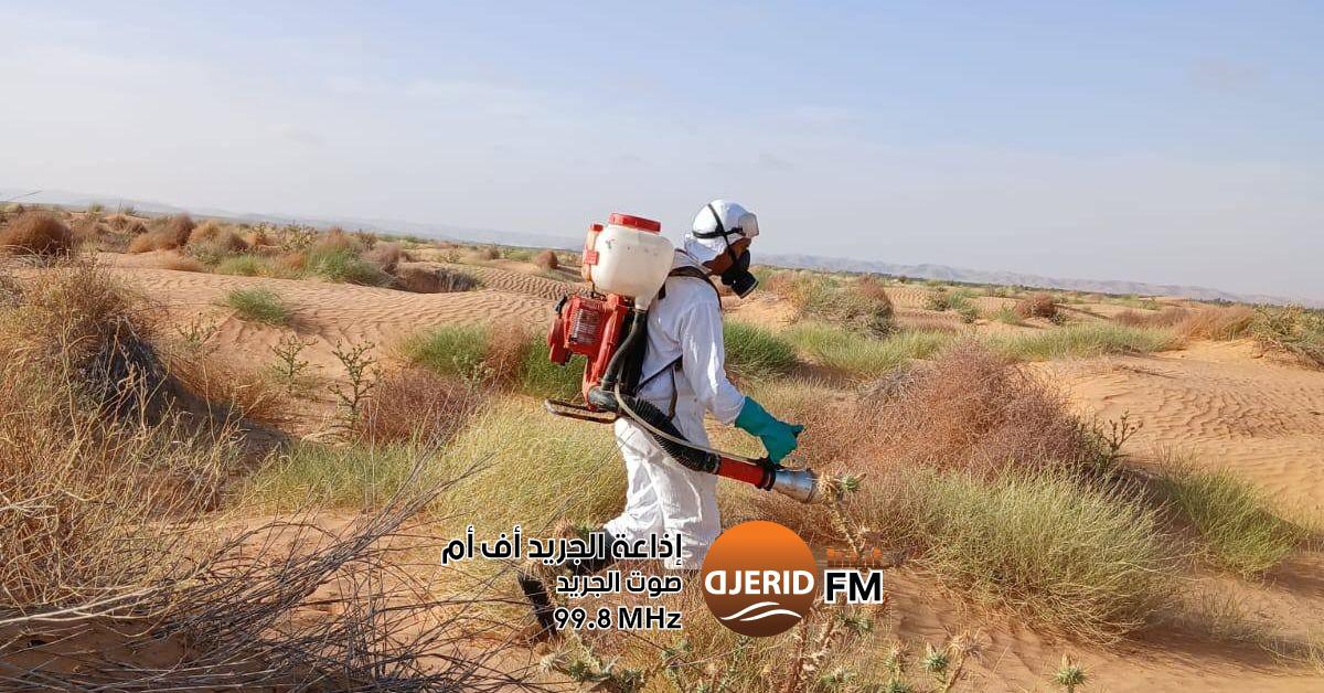 وزارة الفلاحة: حملة جريئة لمكافحة الجراد الصحراوي على 12 ألف هكتار وزارة الفلاحة : مداواة حوالي 12 ألف هكتار ضدّ آفة الجراد الصحراوي