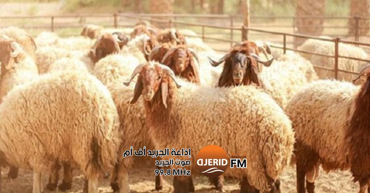 وزارة التجارة تحث مربي الأضاحي على تجنب الوسطاء والمضاربين لتحقيق أفضل الأسعار وزارة التجارة تدعو مربي الأضاحي الى تجنب التعامل مع الوسطاء والمضاربين