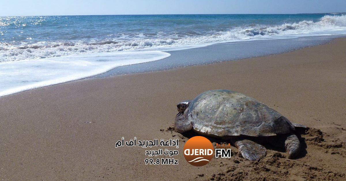 اكتشاف نادر: سلحفاة تعشش لأول مرة في بحر سيدي علي المكي ظاهرة تعد الأولى من نوعها: خروج سلحفاة للتعشيش ببحر سيدي علي المكي