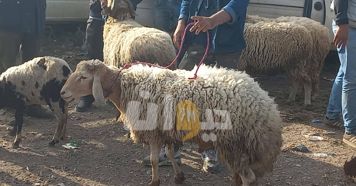 تحديد السعر المرجعي لأضاحي العيد 2026 في النقاط المنظمة لضمان استقرار الأسواق تحديد السعر المرجعي لأضاحي العيد بالنقاط المنظمة لسنة 2026