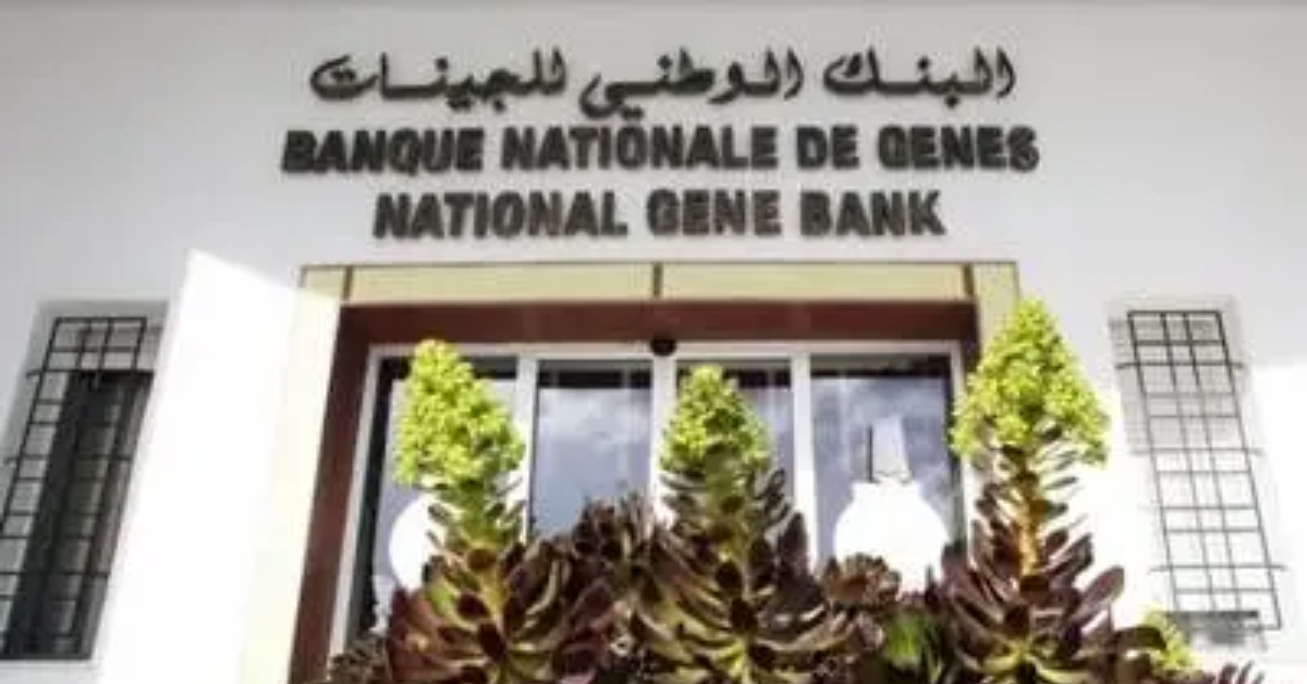 البنك الوطني للجينات: استرجاع أكثر من 7700 عينة وراثية يعزز السيادة الغذائية في تونس