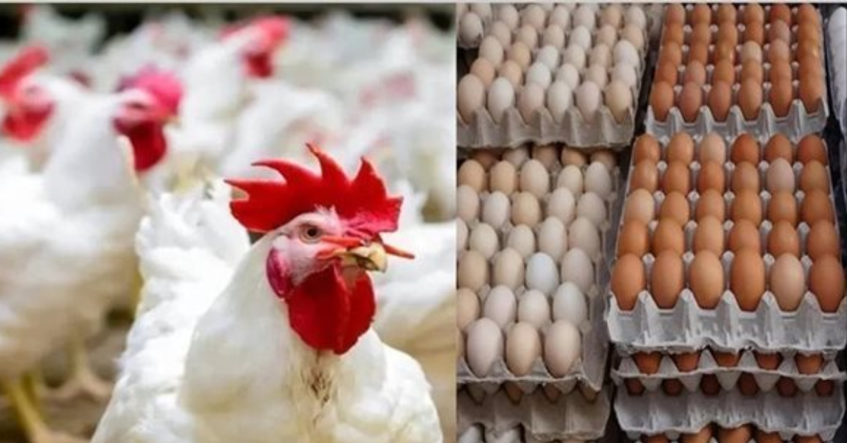 التحديات والضغوطات التي تعرفها منظومة الدواجن محور اجتماع بوزارة التجارة