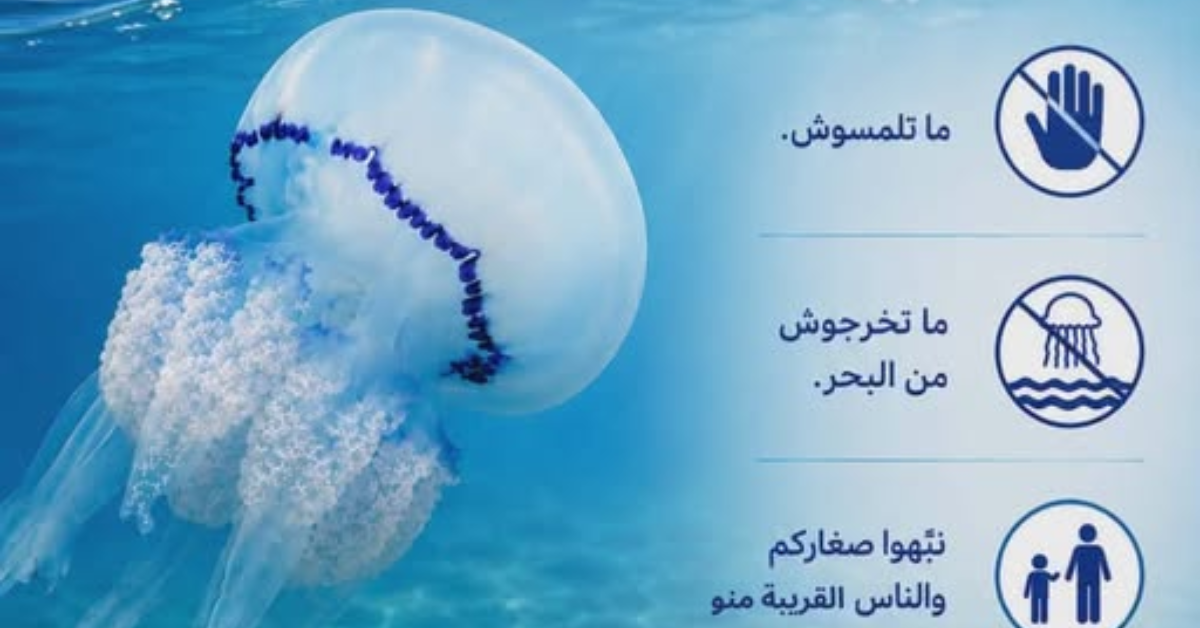 جمعية TunSea تدعو إلى عدم إخراج قنديل البحر الأزرق من المياه حفاظًا على سلامة المصطافين