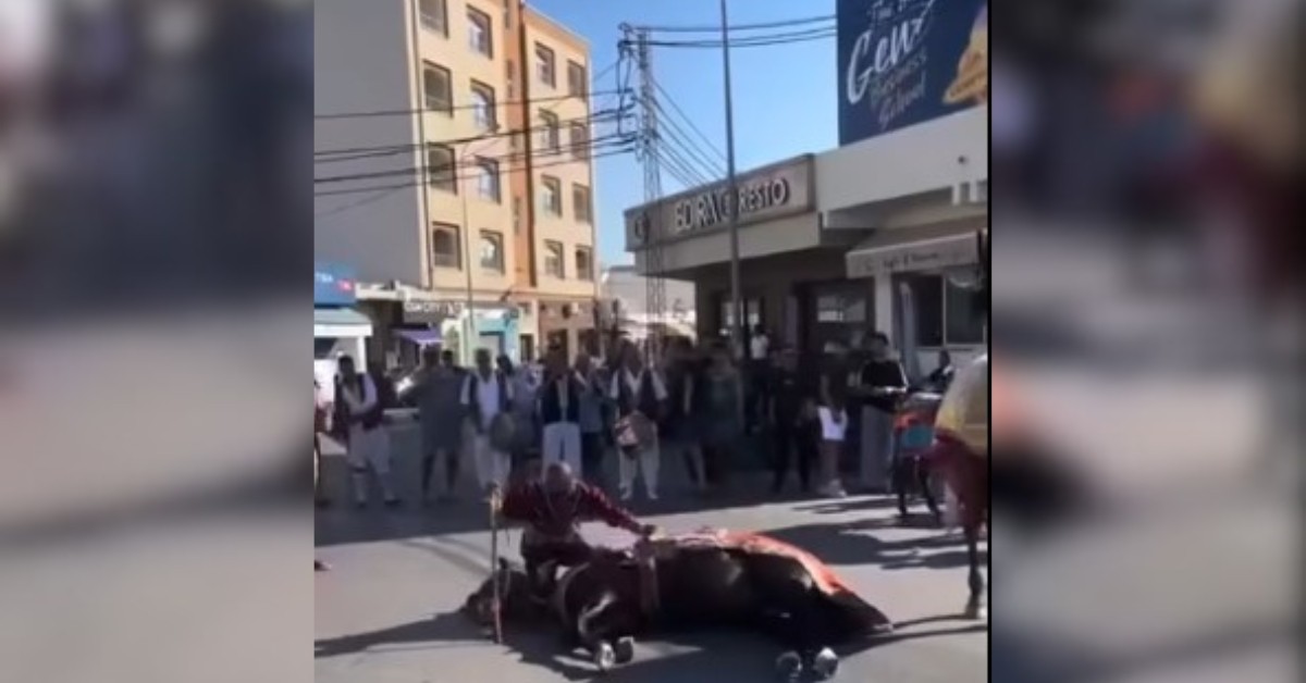 إثر تداول فيديو لتعذيب حصان: جمعية الرفق بالحيوان تشرع في التتبع القضائي