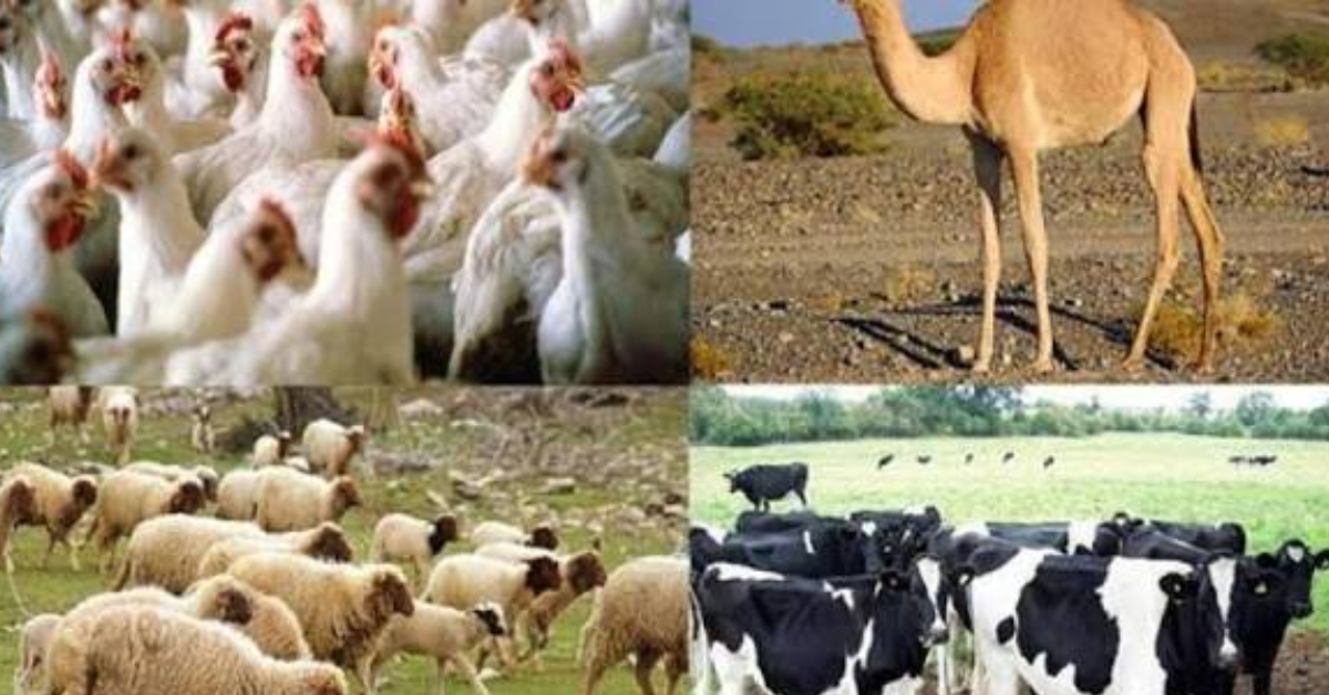 وزارة الفلاحة تدعو المربين إلى اتخاذ إجراءات وقائية لحماية الثروة الحيوانية من موجة الحر