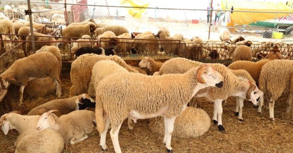 قبلي: إطلاق حملة تحسيسية حول البرنامج الوطني لتوفير أضاحي العيد لسنة 2027