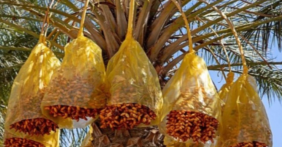 توقيا من التقلبات الجوية..المركز الفني للتمور يدعو الفلاحين الى التسريع في تغليف العراجين