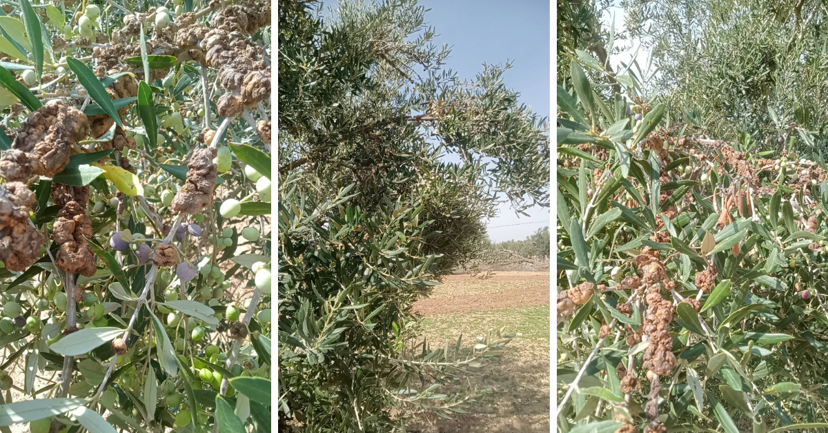 مستشار دولي في التنمية الفلاحية : "سل الزيتون" مرض بكتيري قديم وهذه سبل الوقاية منه
