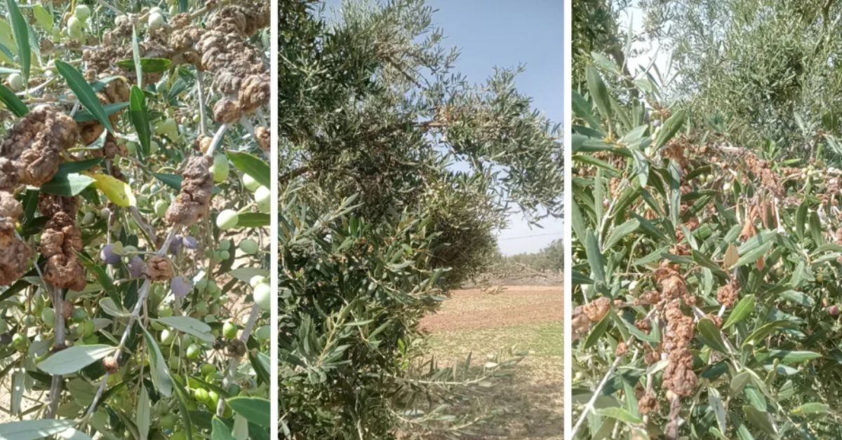تسجيل إصابات بمرض سلّ الزيتون.. تخصيص فرق فنية للتدخل العاجل