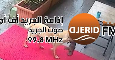 كلبة وفية تنقذ جروها فاقد الوعي: لحظة مؤثرة تُرصدها كاميرات المراقبة في عيادة بيطرية قلب أمه.. كاميرات مراقبة ترصد كلبة تحمل جروها فاقد الوعى إلى عيادة بيطرية
