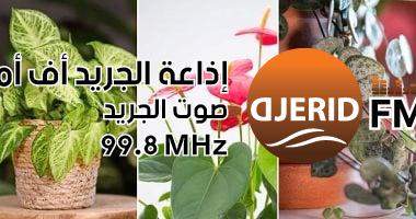 4 نباتات منزلية بأوراق على شكل قلب.. هدية مثالية لعيد الحب غير الورد
