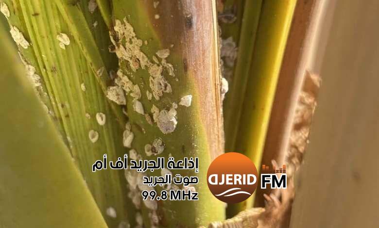 توزر: الاتحاد الجهوي للفلاحة والصيد البحري يقلل من خطورة ظهور حشرة البق على أشجار النخيل ومن تأثيرها على الانتاج توزر: الاتحاد الجهوي للفلاحة والصيد البحري يقلل من خطورة ظهور حشرة البق على أشجار النخيل ومن تأثيرها على الانتاج