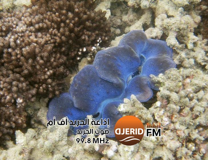 الشعاب المرجانية على وشك التوقف عن النمو مع تغير المناخ - التنوع البيولوجي الشعاب المرجانية على وشك التوقف عن النمو مع تغير المناخ - التنوع البيولوجي