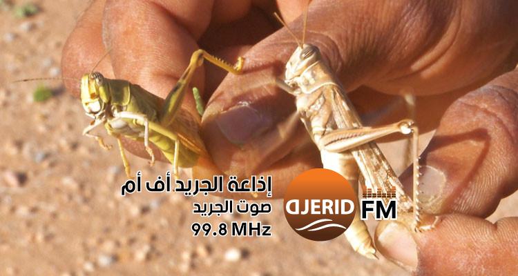 "تحذير مهم من وزارة الفلاحة: تجنبوا تناول الجراد الصحراوي!" مسؤولة بوزارة الفلاحة: احذروا أكل الجراد الصحراوي