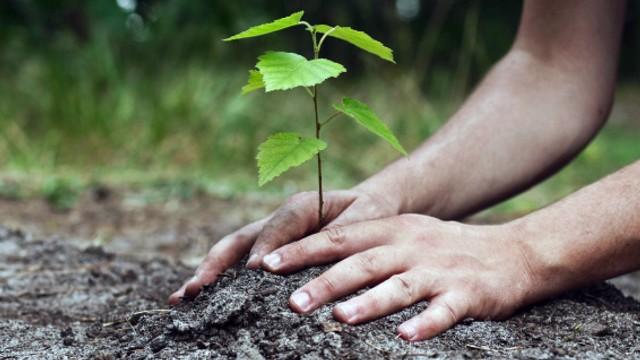 مواصلة حملات التشجير في مدينة توزر وأحيائها ضمن مشروع شباب سفراء لمجابهة التغيرات المناخية